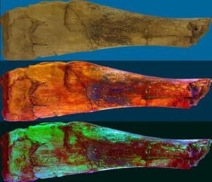 la-cotte-tibia-orthofilter-smduffy
